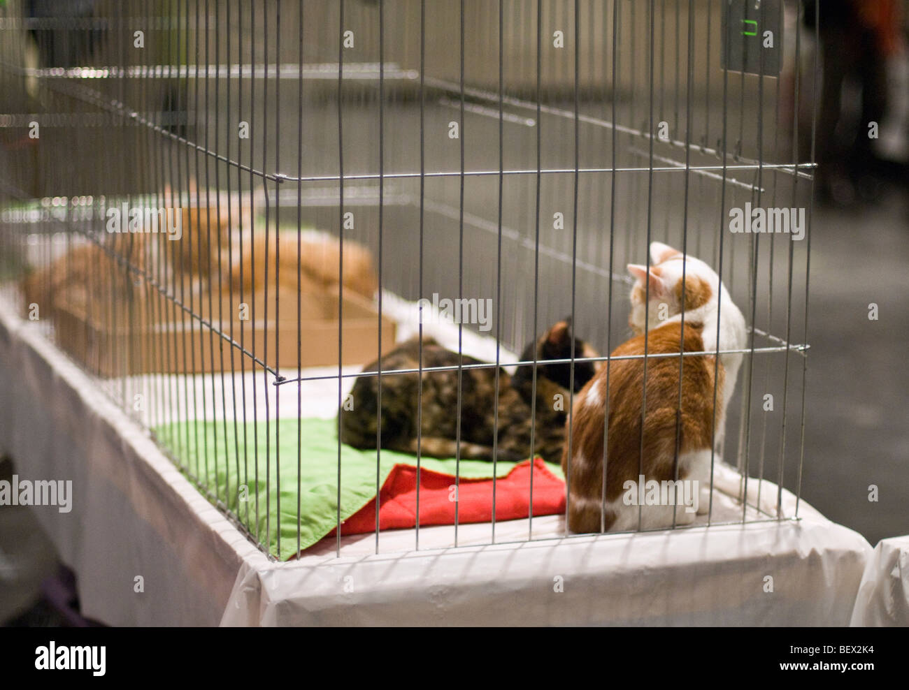 Cats at an animal rescue center waiting to be adopted Stock Photo - Alamy Cats at an animal rescue center waiting to be adopted Stock Photo - Alamy
