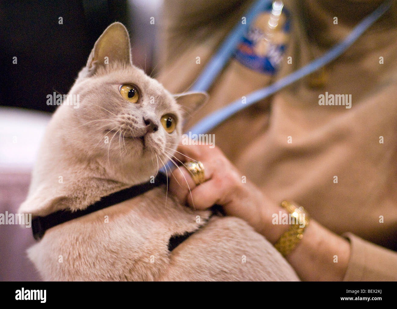 European Burmese Cat at the 2009 Cat Fanciers Association 'Meet the Breeds' event Stock Photo