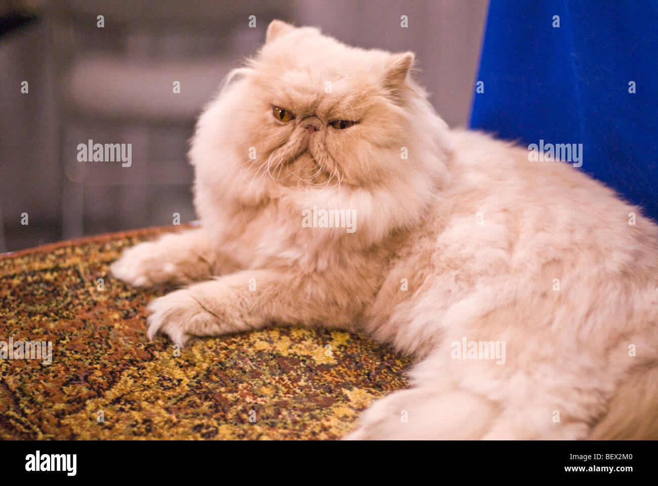 Persian Cat at the 2009 Cat Fanciers Association 'Meet the Breeds' event at the Javits Center in New York City Stock Photo