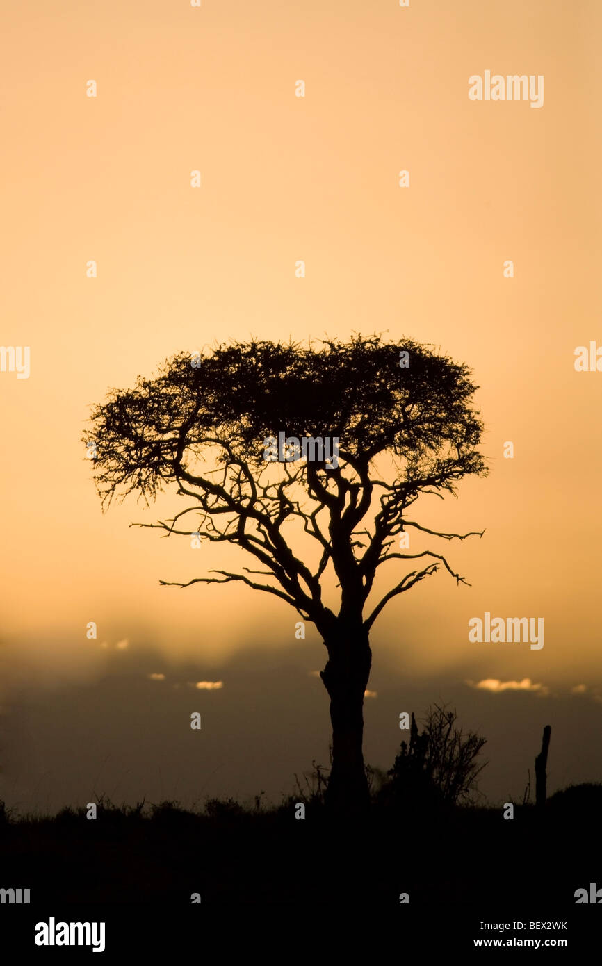 Tree in the Sunset - El Karama Ranch, Laikipia Region, Kenya Stock Photo