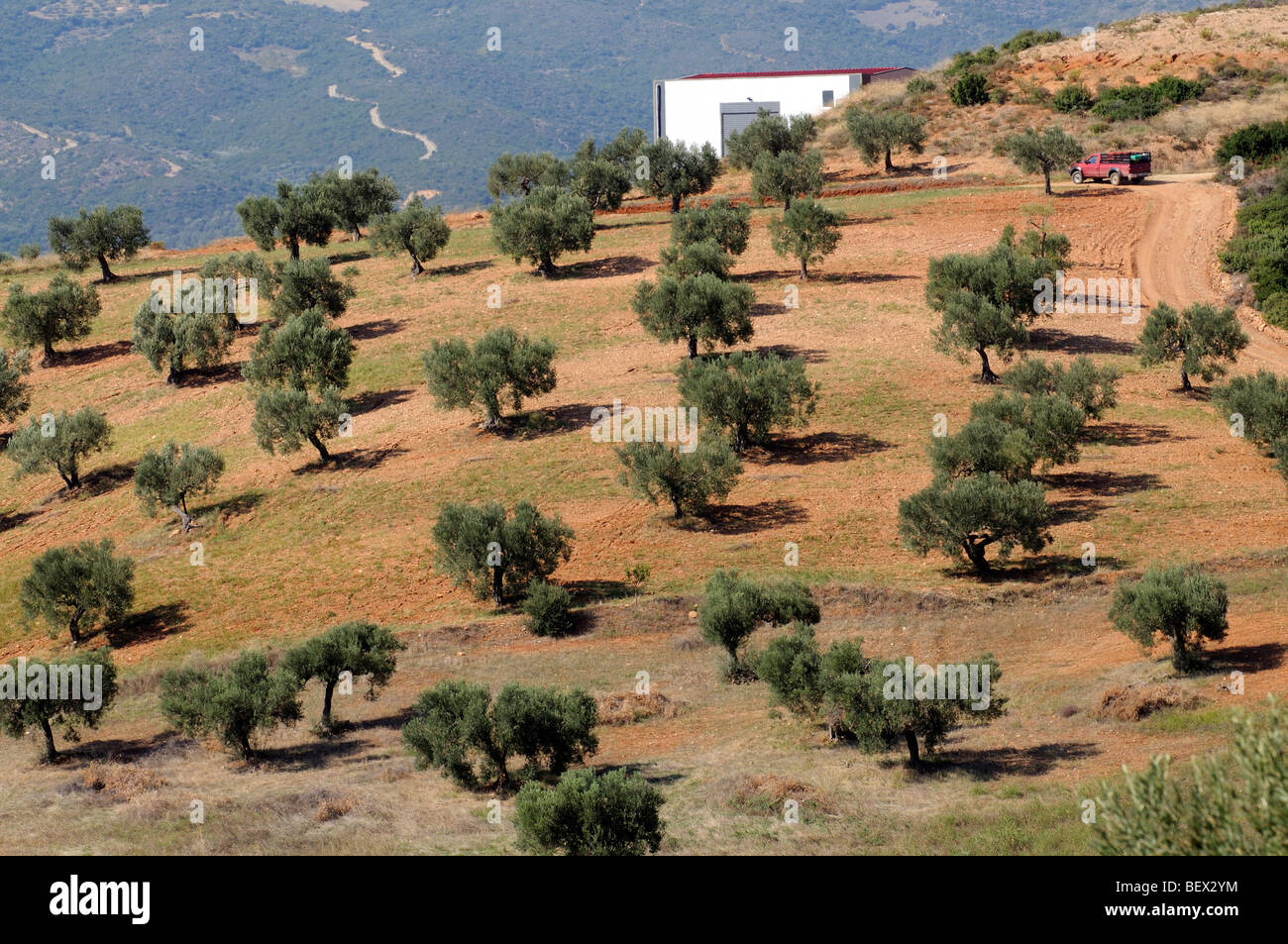 Olive farm in the Greek countryside close to Patelidas in the Halkidiki  region of northern Greece Stock Photo - Alamy