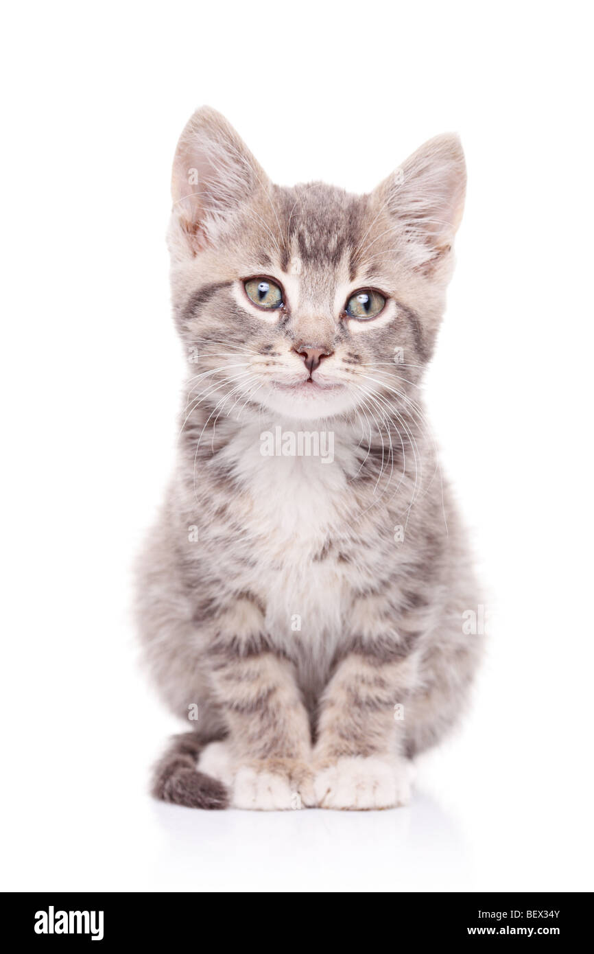 Gray cat isolated on white background Stock Photo