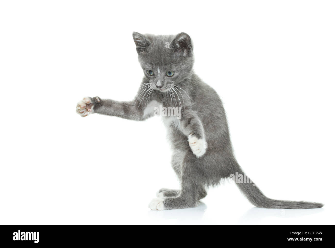 Grey cat isolated on white background Stock Photo