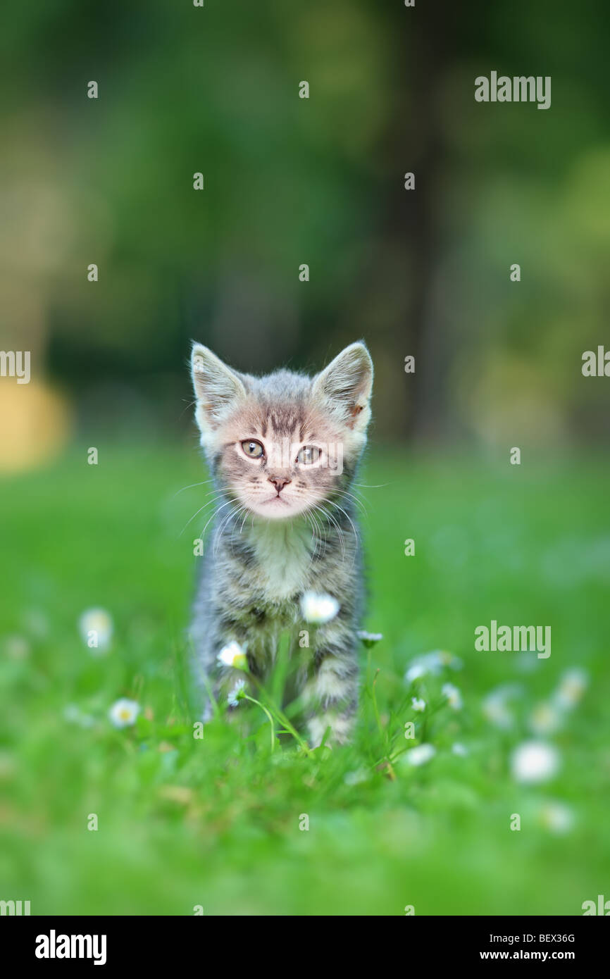 Little kitten on a green grass Stock Photo - Alamy