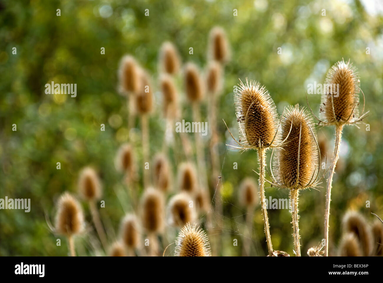 Teasels back lit by later afternoon sun with out of focus teasels in the background, taken early autumn Stock Photo