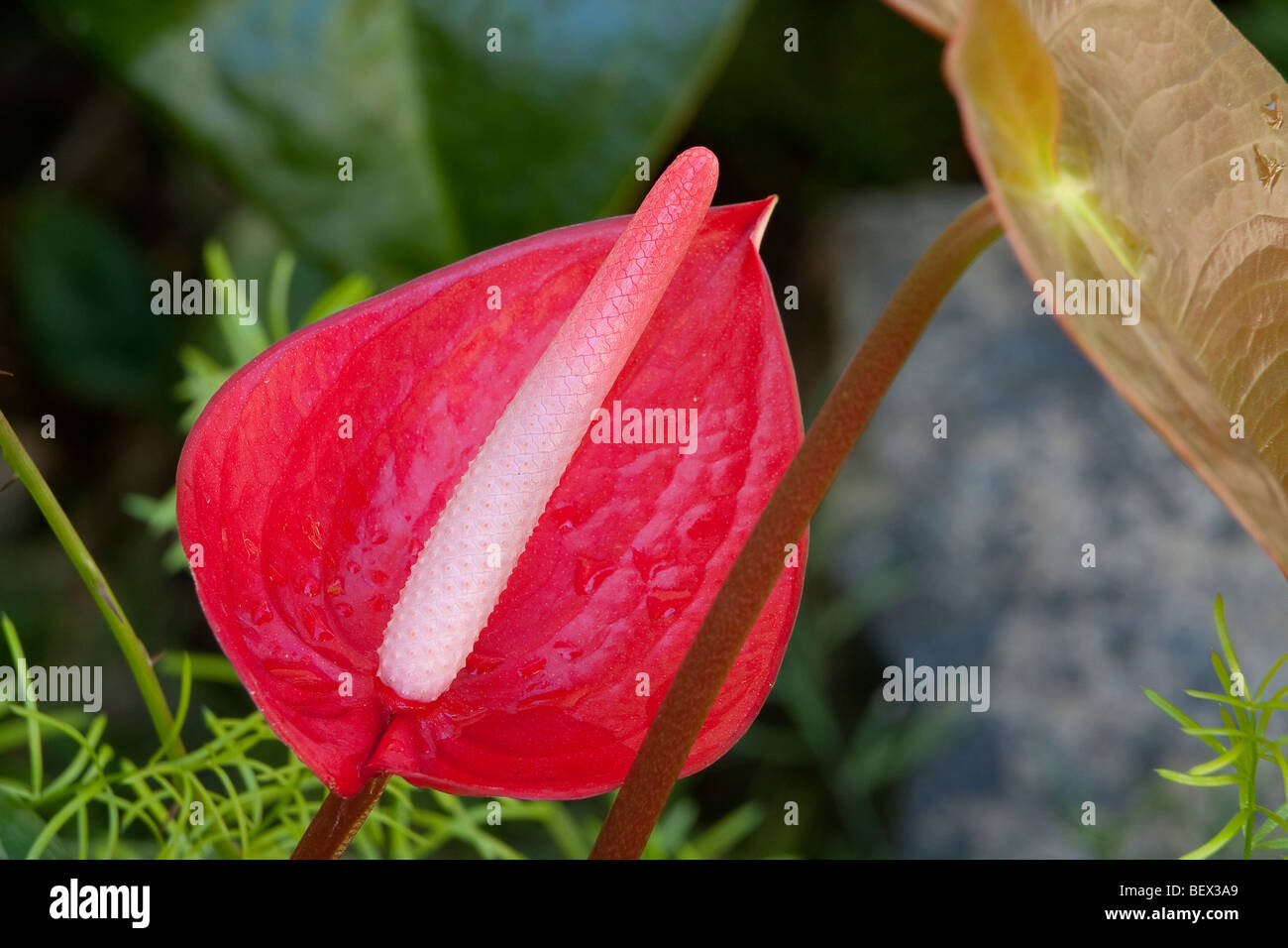 Anthurium, Flamingo Flower Stock Photo