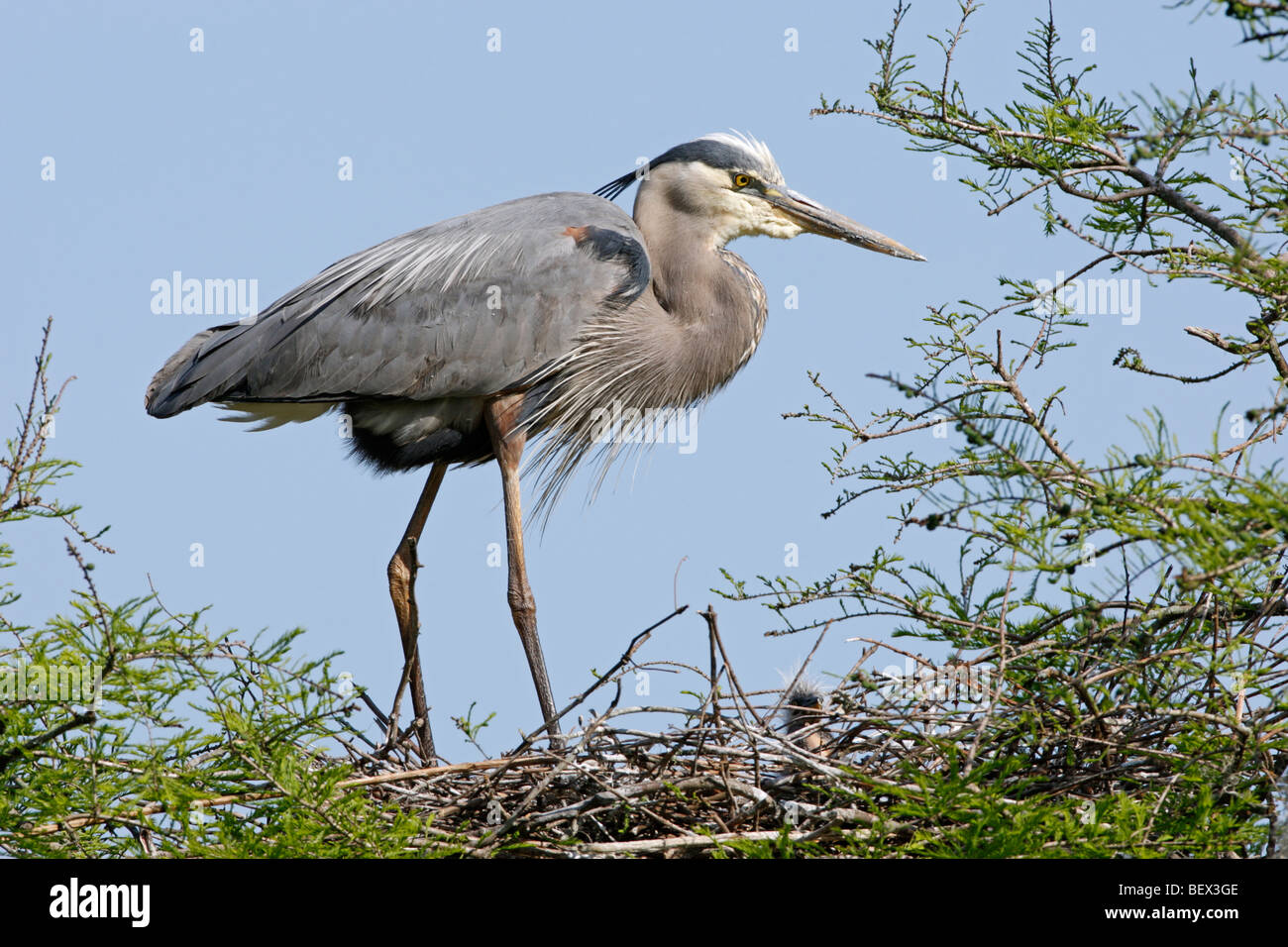 Great Blue Heron at Nest Stock Photo