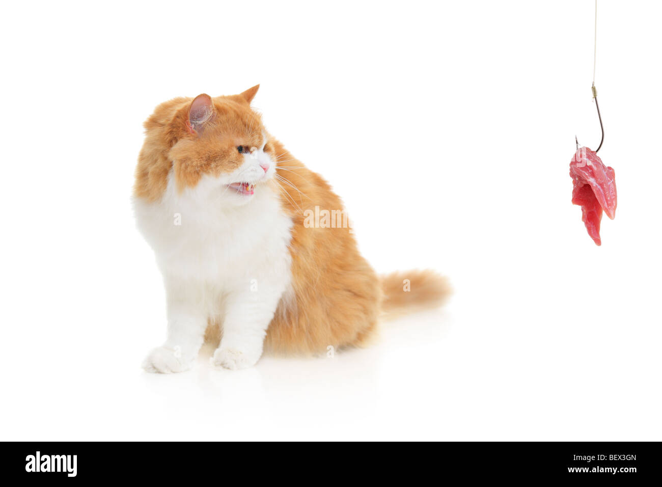 Angry cat looking towards a hook with meat on it Stock Photo