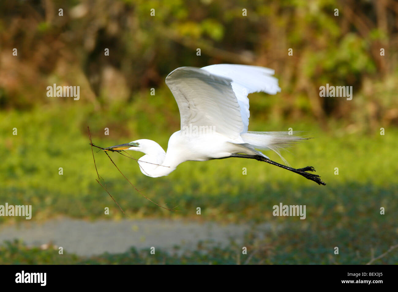 Great Egret in Flight Stock Photo