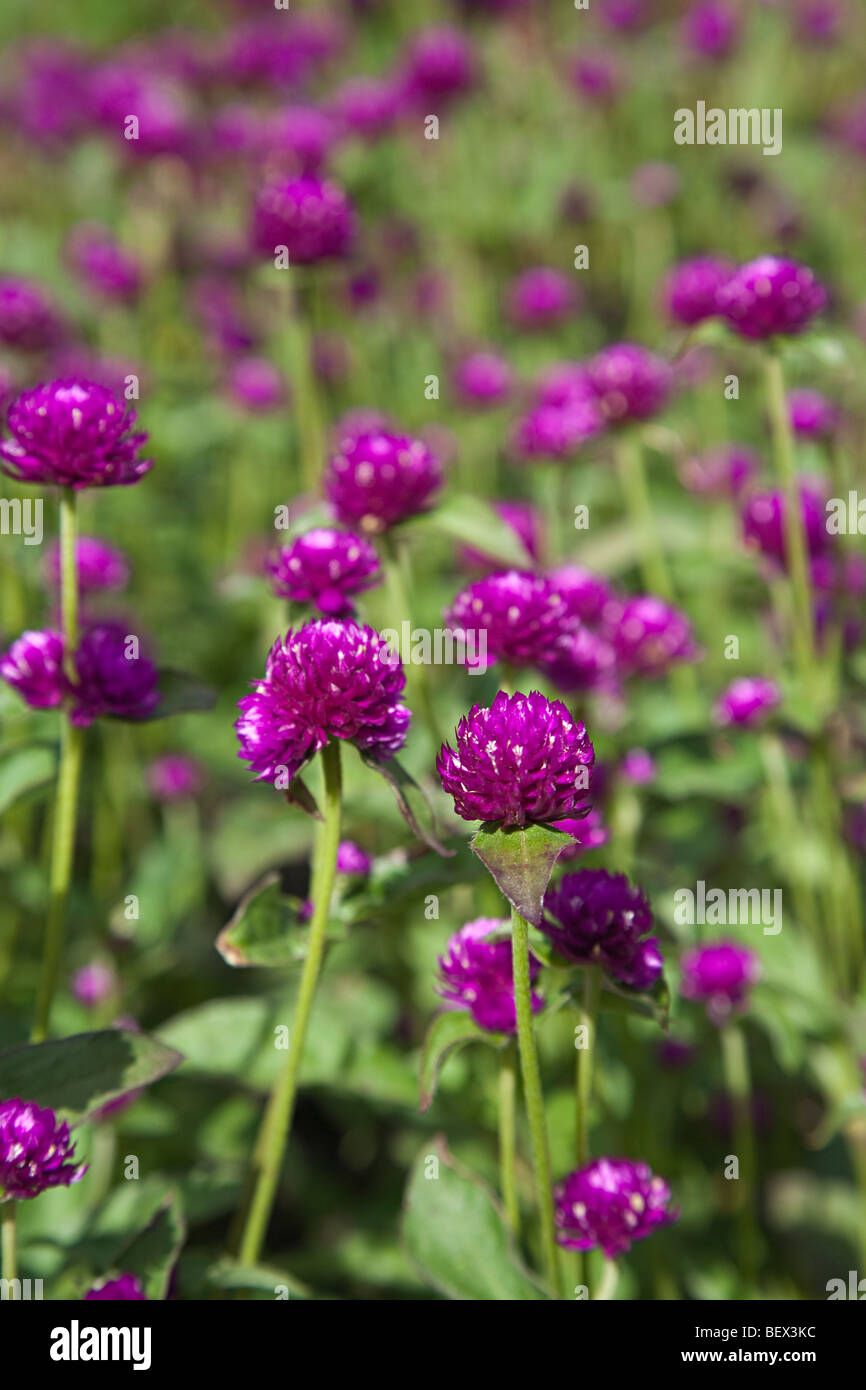 Gomphrena globosa Amaranthaceae family tropical flower of the Americas Stock Photo