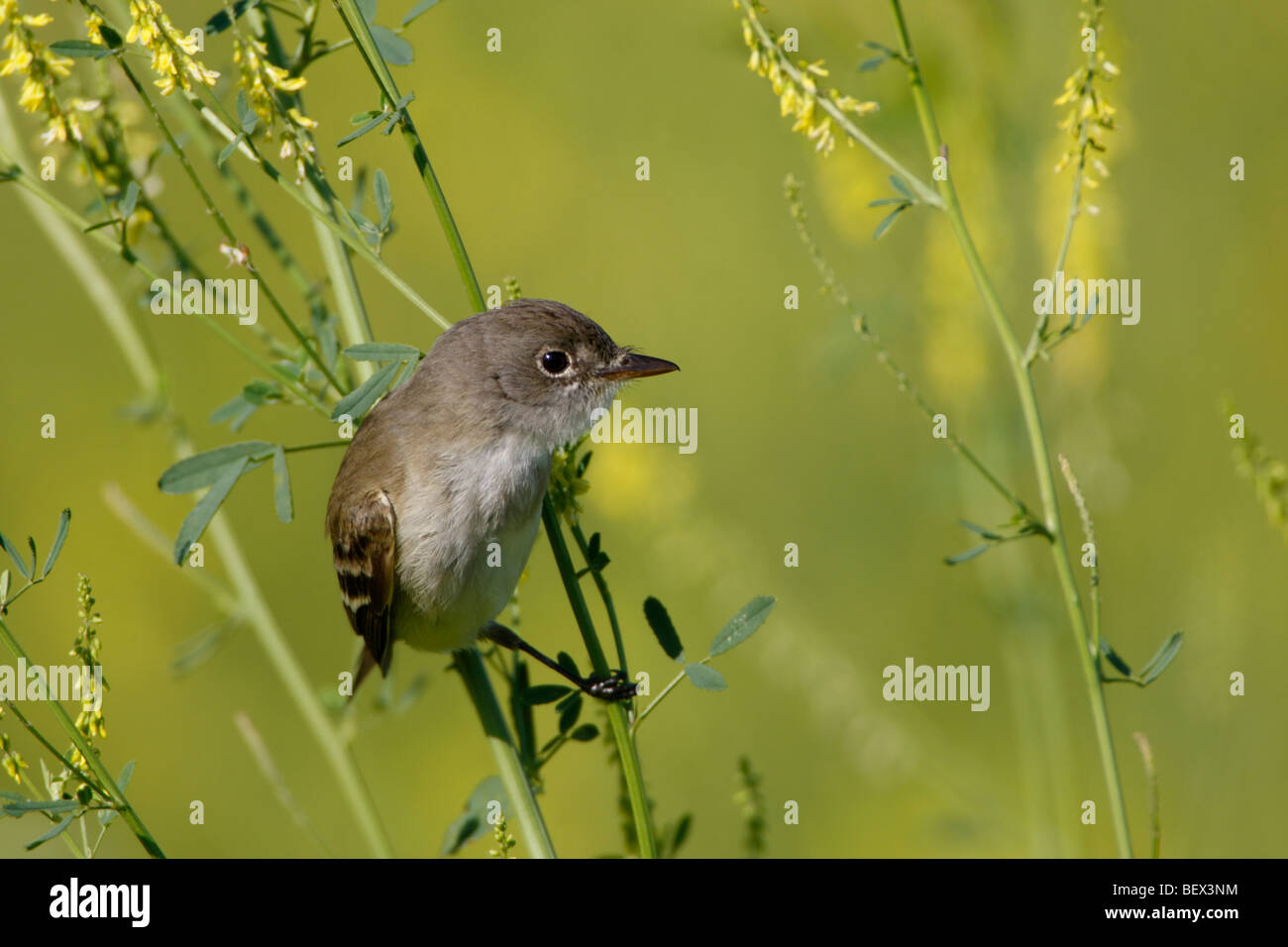 Willow Flycatcher in Yellow Clover Stock Photo