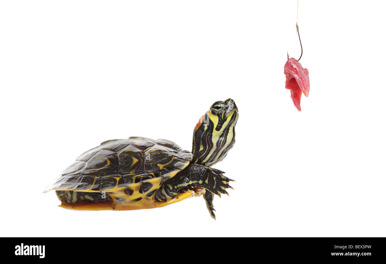 Turtle looking towards a piece of meat on a hook Stock Photo