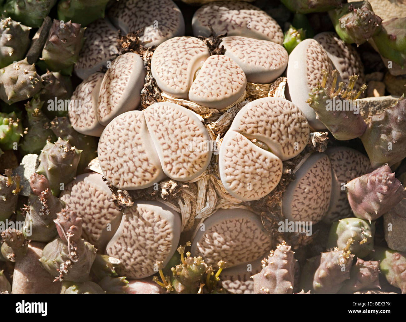 Stone plant Lithops species Stock Photo Alamy