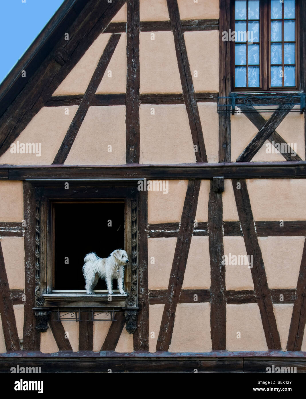 Faithful domestic pet white dog standing on window ledge waiting for his owner to return home Alsace France Stock Photo