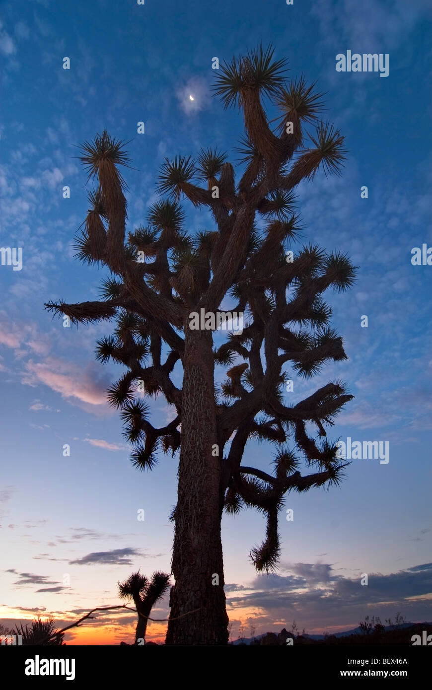 Josua Trees beautifully lit during sunrise in Joshua Tree National Park. Stock Photo