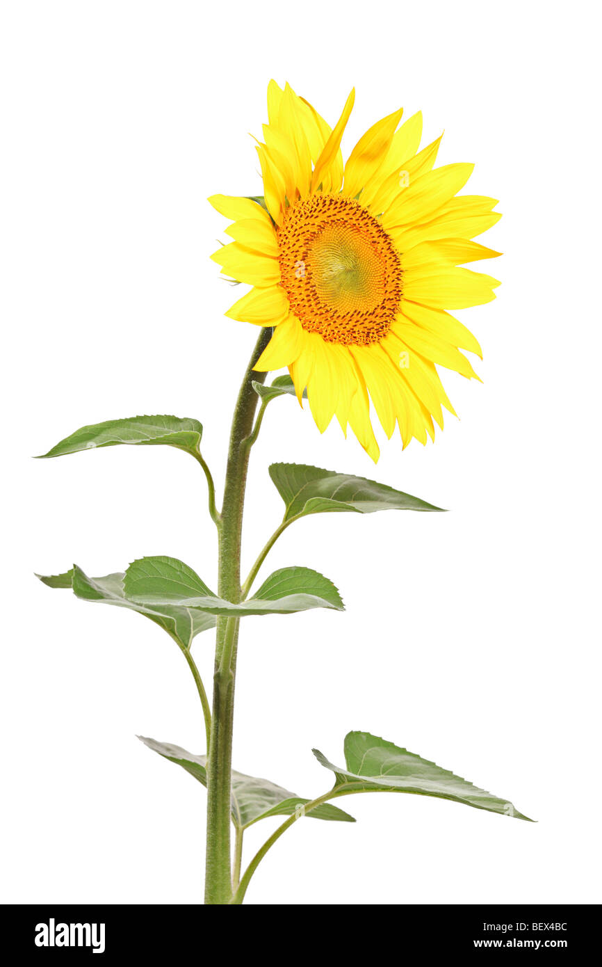 Sunflower isolated on white background Stock Photo - Alamy