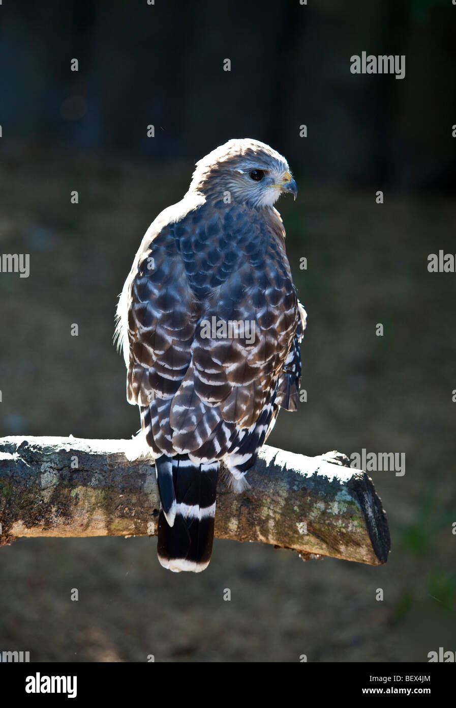 Red Shouldered Hawk, buteo lineatus Stock Photo