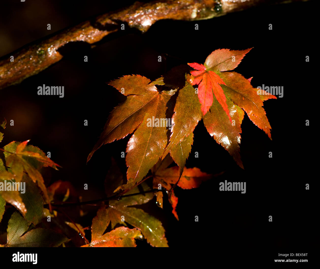 Acer palmatum atropurpureum leaves in Autumn Stock Photo