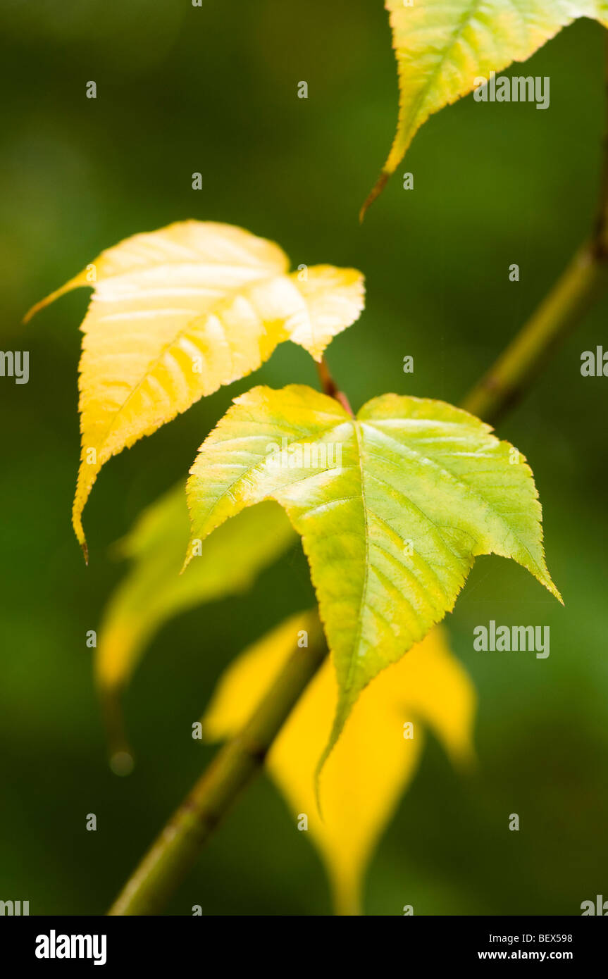 Acer stachyophyllum leaves in Autumn Stock Photo