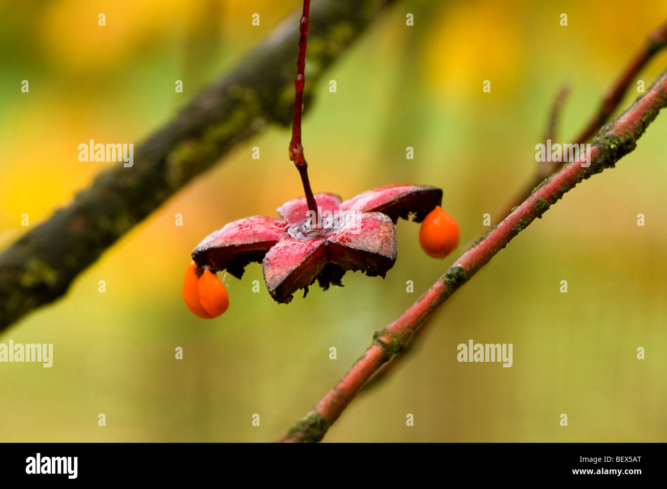 Autumn seeds of an Euonymus oxyphyllus Japanese or Korean Spindle Tree Stock Photo