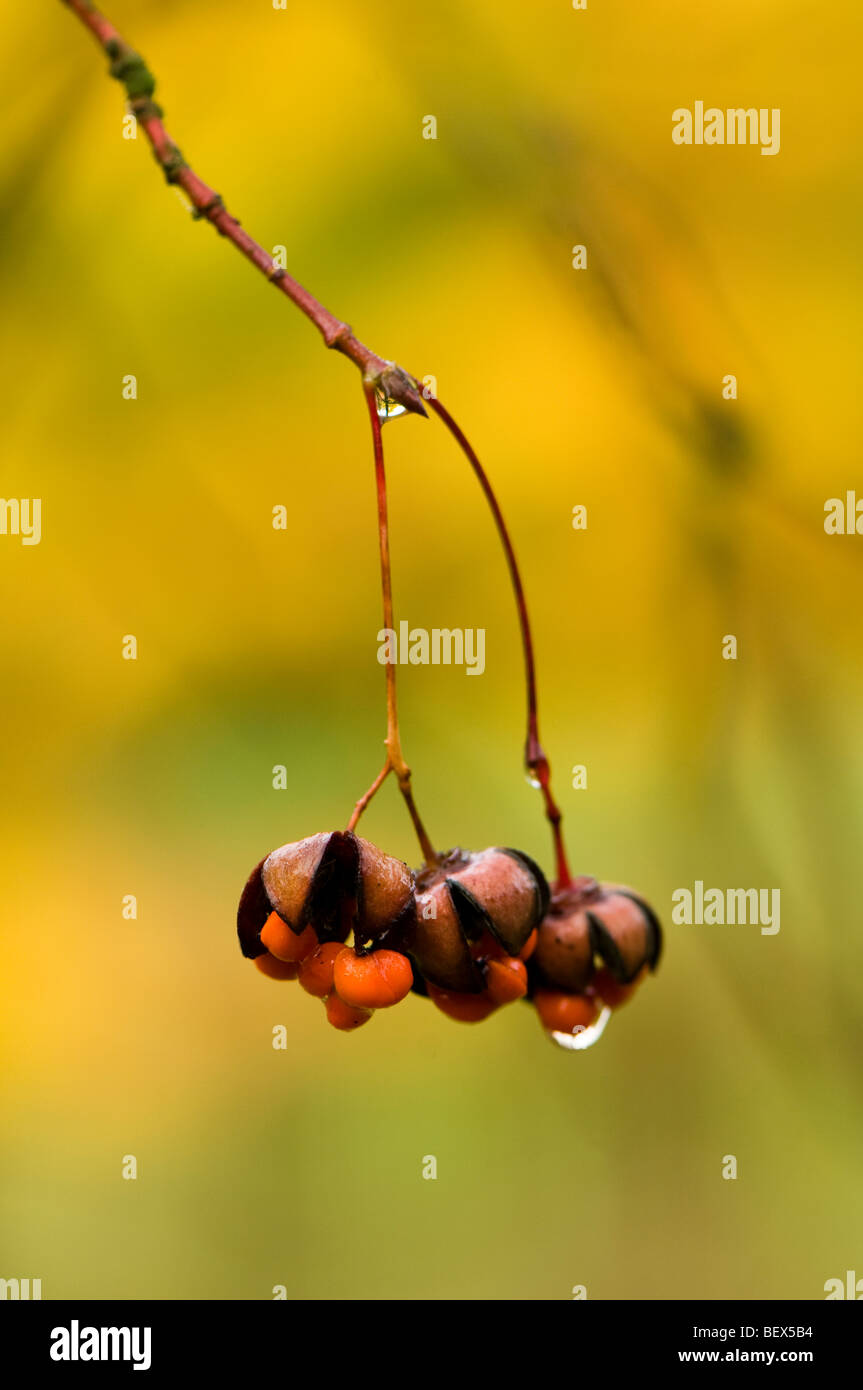 Autumn seeds of an Euonymus oxyphyllus Japanese or Korean Spindle Tree Stock Photo