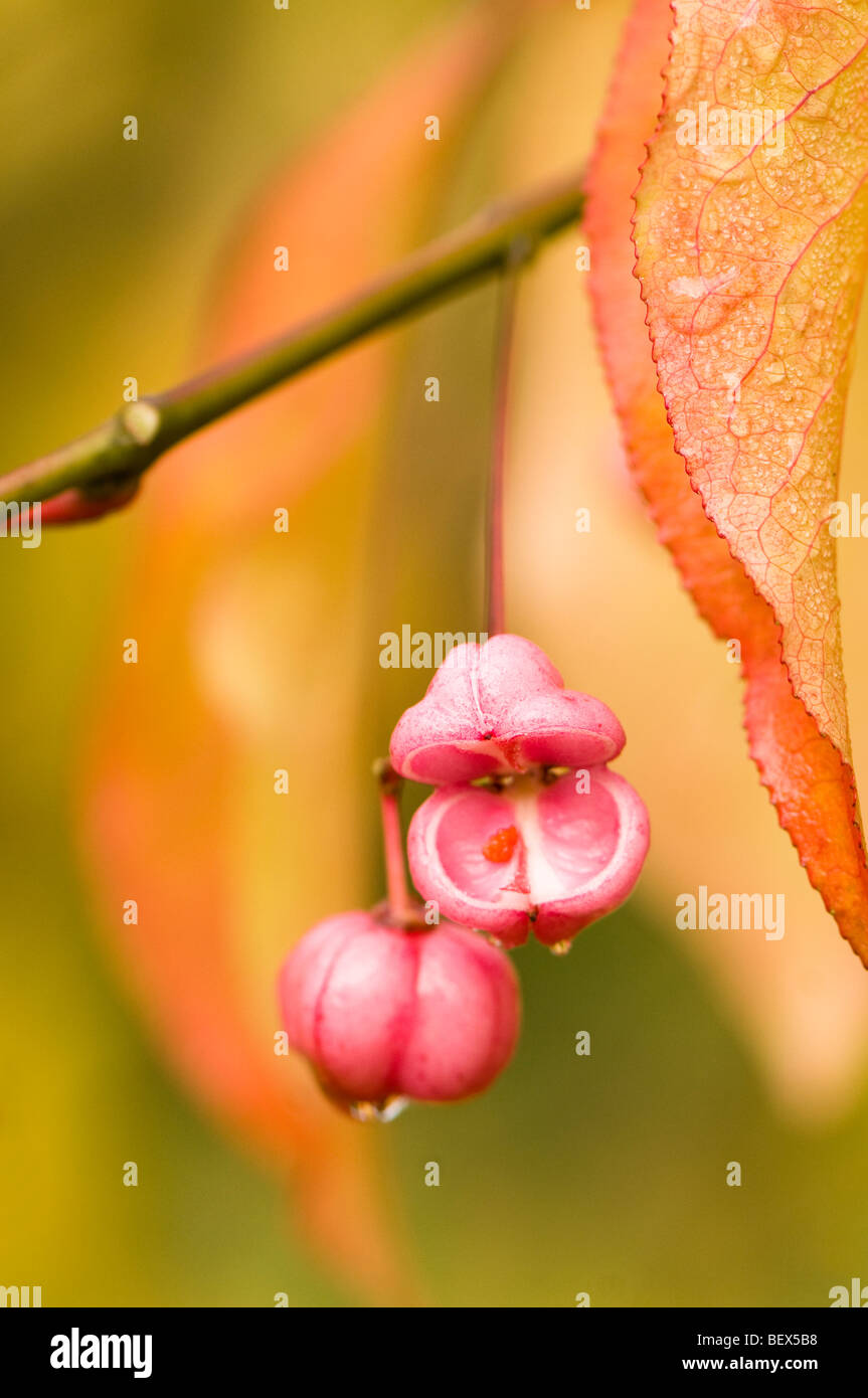 Autumn seeds of an Euonymus hamiltonianus Chinese Spindle Tree Stock Photo