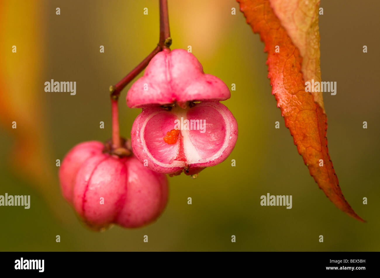 Autumn seeds of an Euonymus hamiltonianus Chinese Spindle Tree Stock Photo