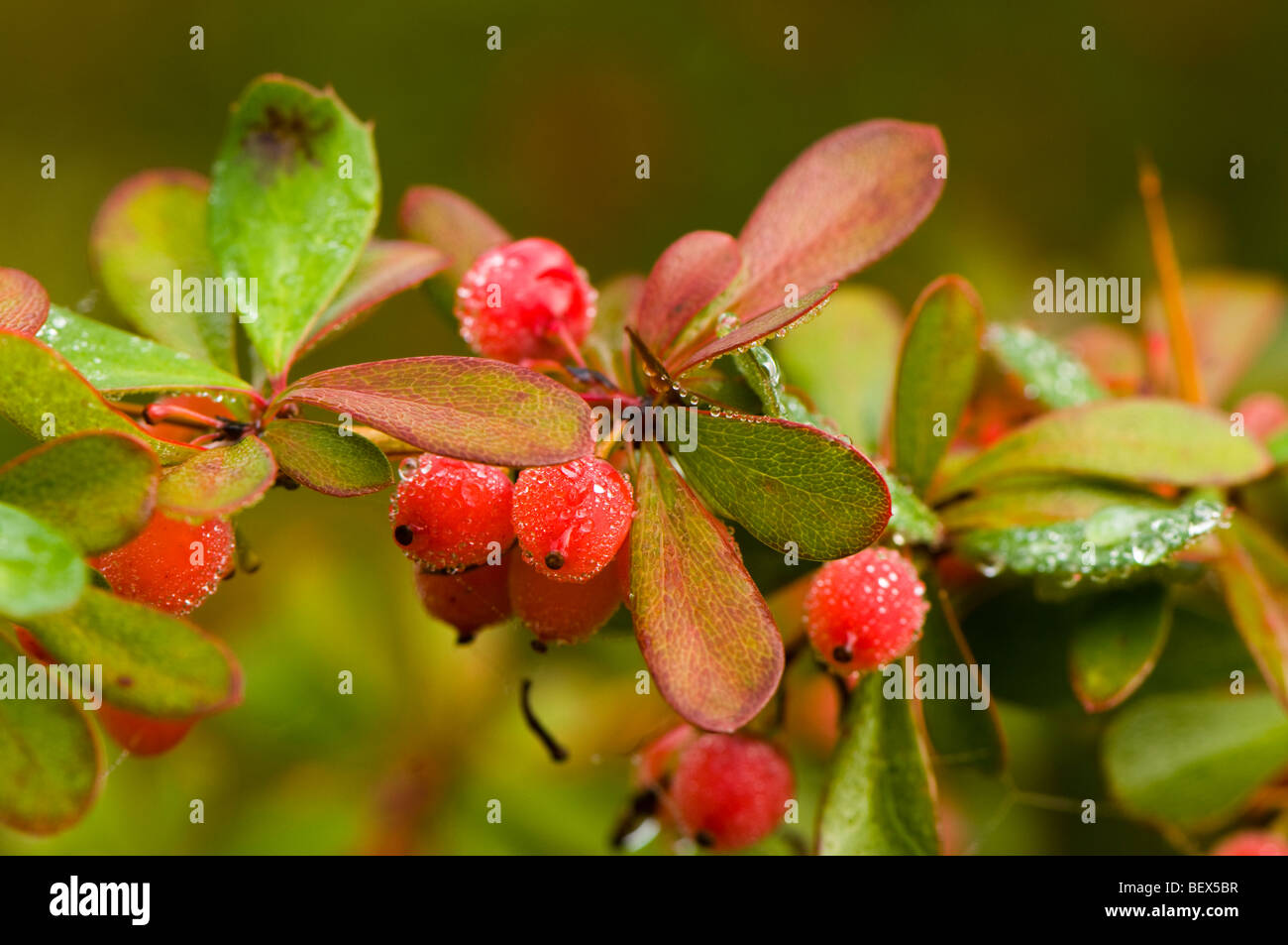 Berberis Barberry berries in Autumn Stock Photo