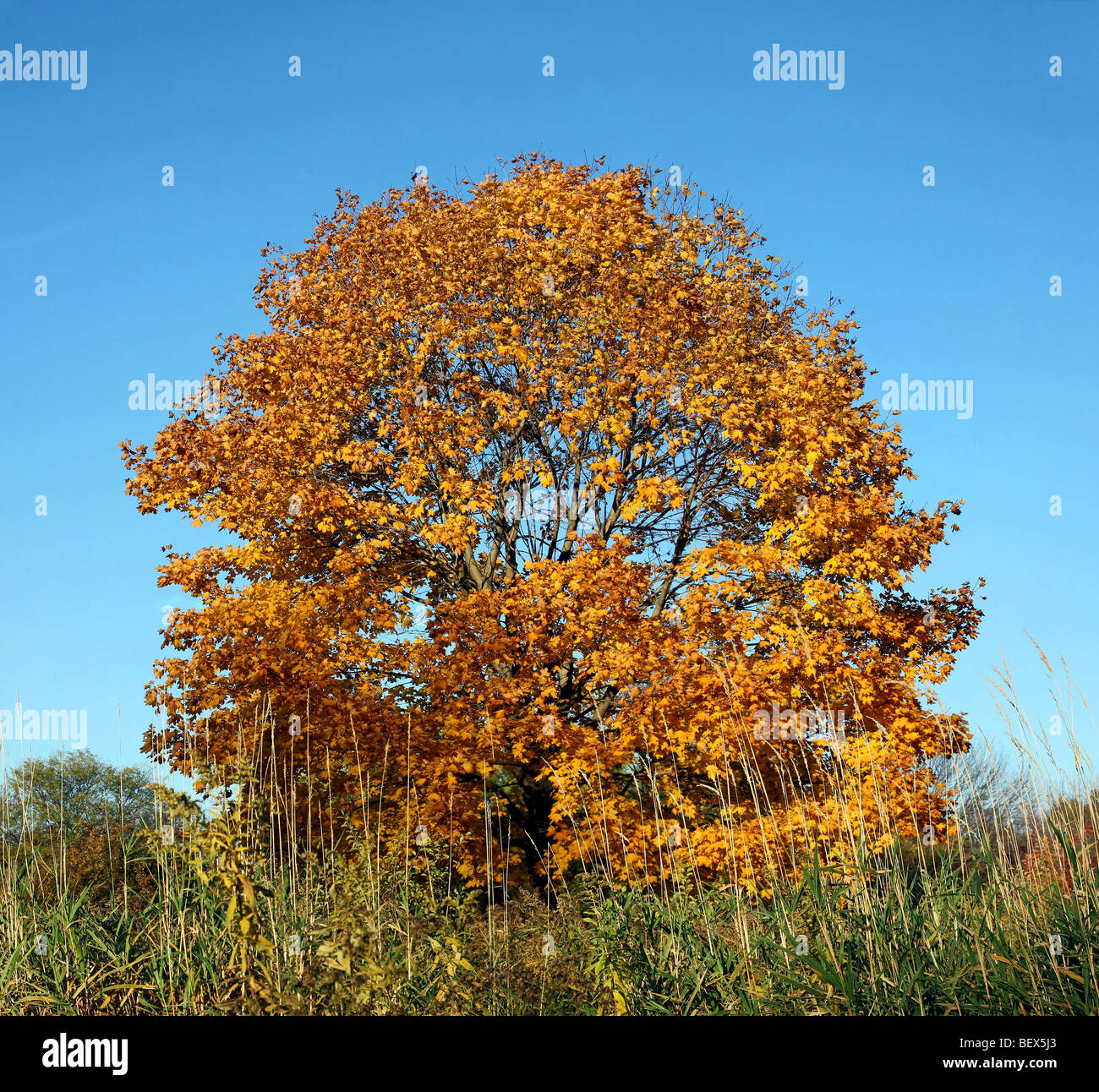 Single tree standing is a field of tall grass with clear blue sky Stock ...