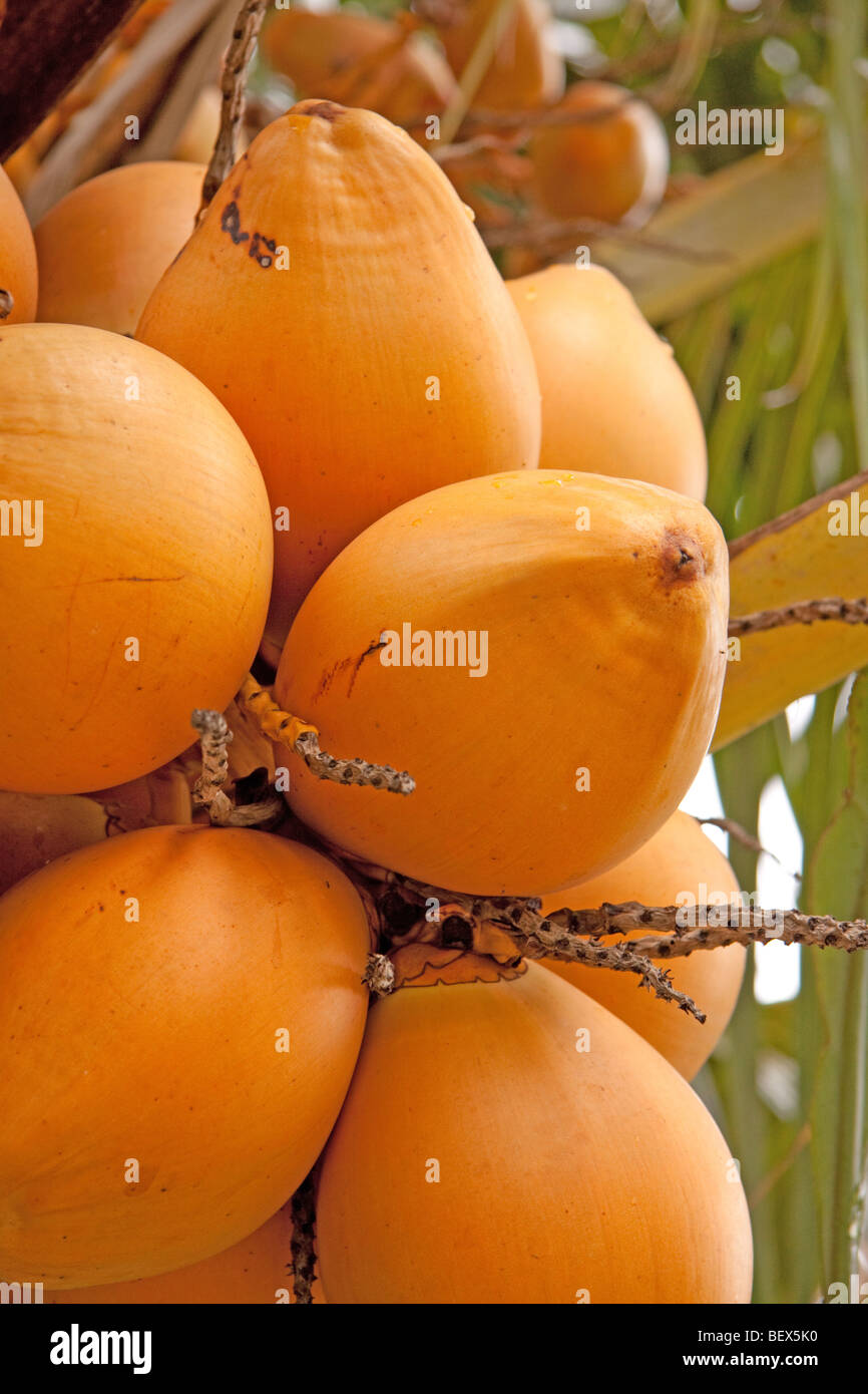 closeup image of fresh yellow coconut Stock Photo Alamy