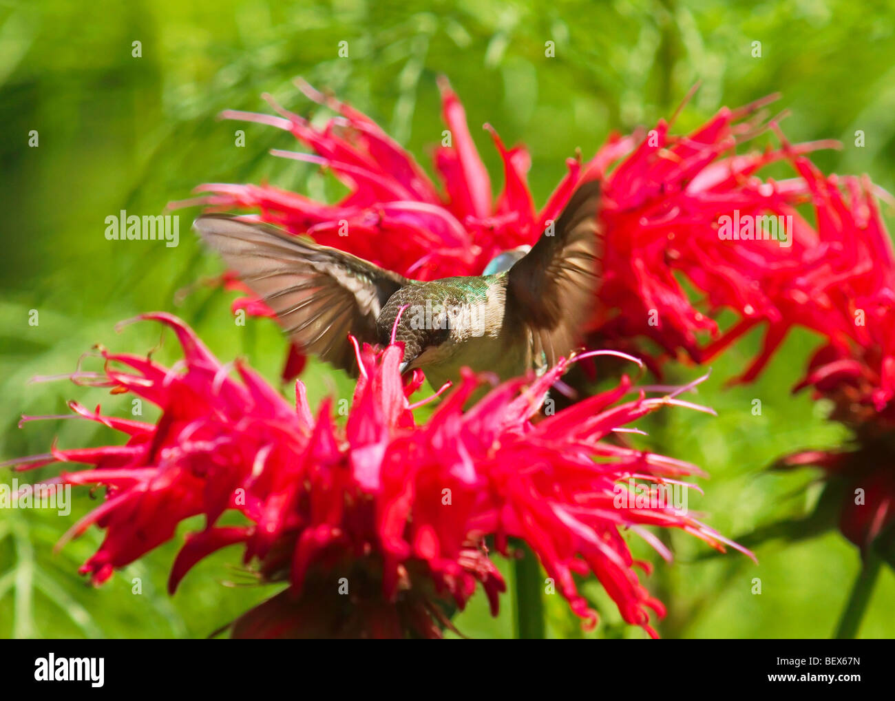 A Ruby-Throated Hummingbird drinking from red Monarda blooms Stock Photo