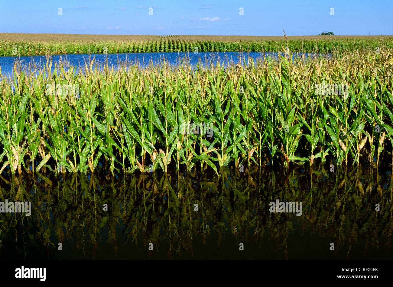 Agriculture - Flooded cornfield caused by Hurricane Ike / near Elva, Illinois, USA. Stock Photo