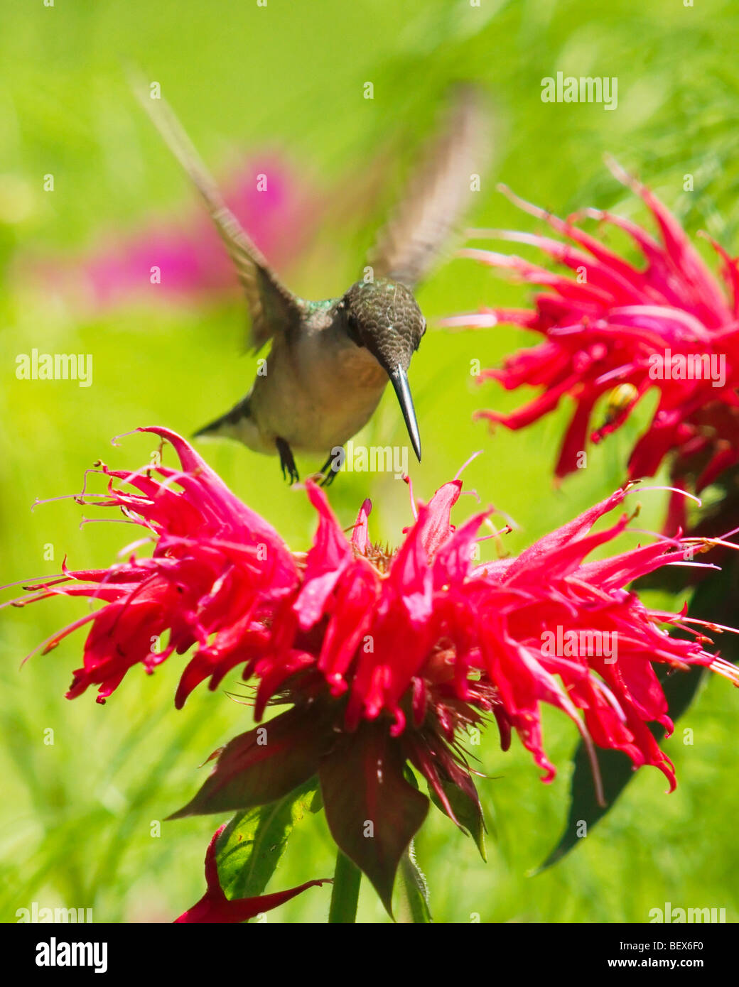 A Ruby-Throated Hummingbird drinking from red Monarda blooms Stock Photo