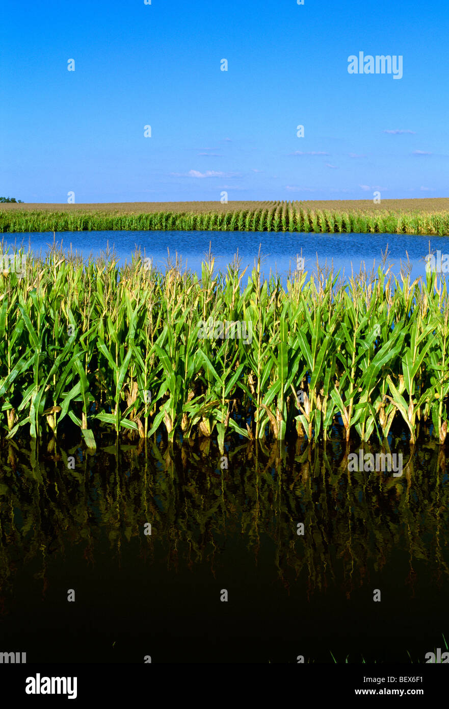 Agriculture - Flooded cornfield caused by Hurricane Ike / near Elva, Illinois, USA. Stock Photo