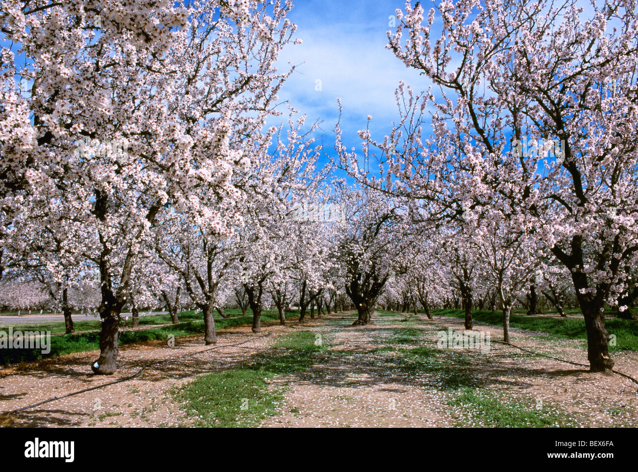 Almond trees in orchard near hires stock photography and images Alamy