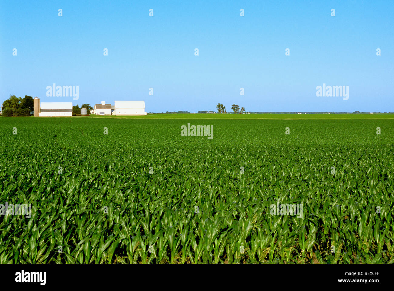 Fields barns corn plants hires stock photography and images Alamy