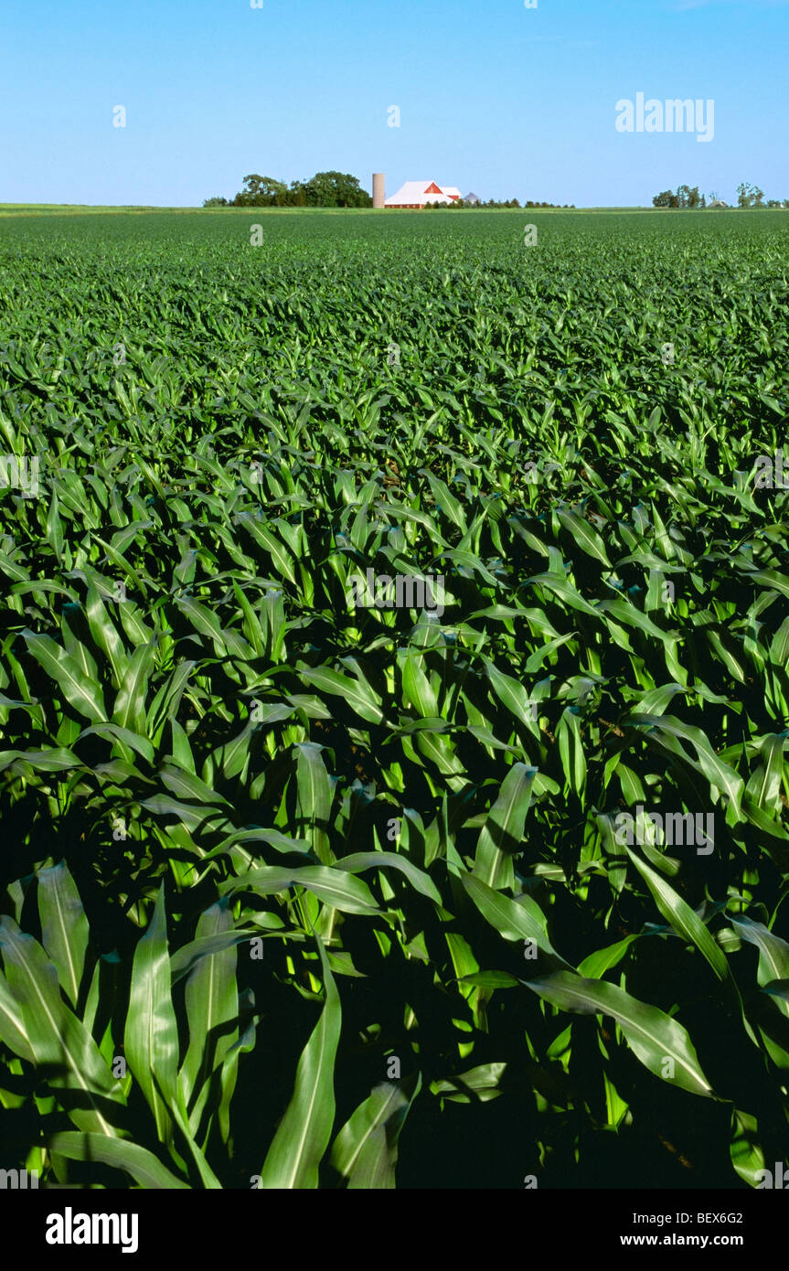 Mid growth, pre tassel stage grain corn field with a red barn and silo
