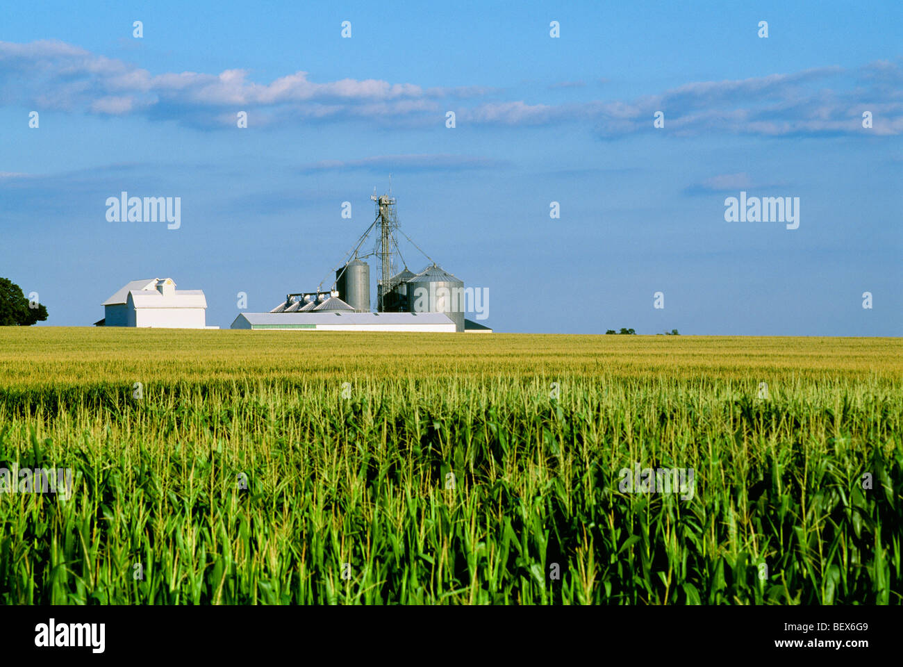 Mid growth, tassel stage grain corn field with white barns and grain