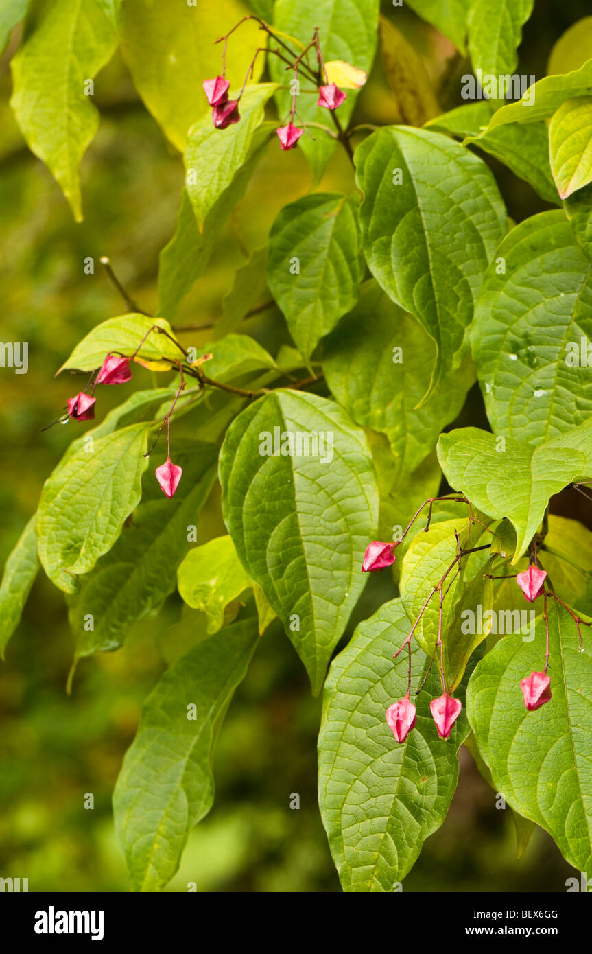 Autumn seed pods of a Clerodendrum trichotomum Glory Tree Stock Photo