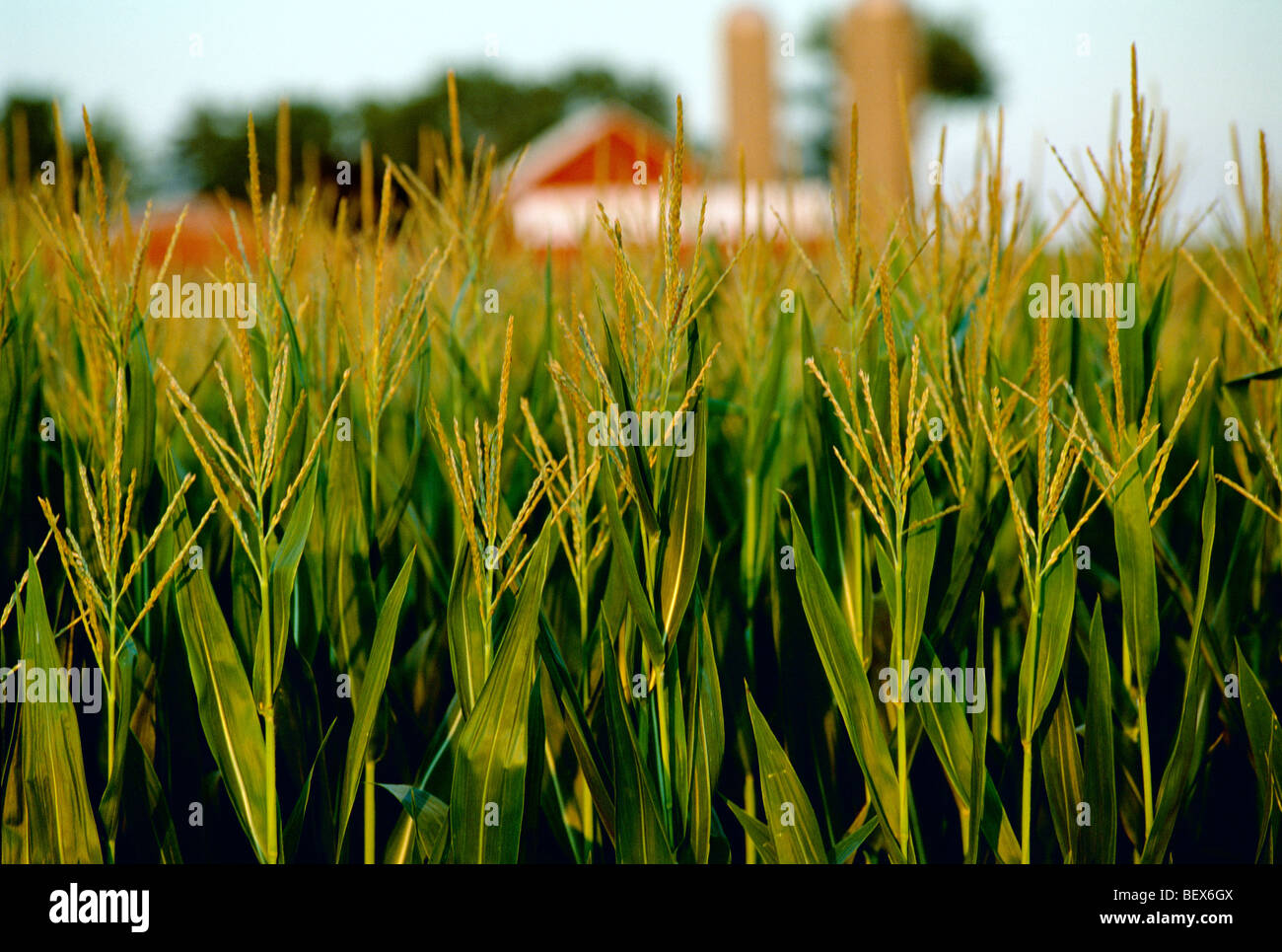 Closeup of mid growth, tassel stage grain corn plants with a red barn