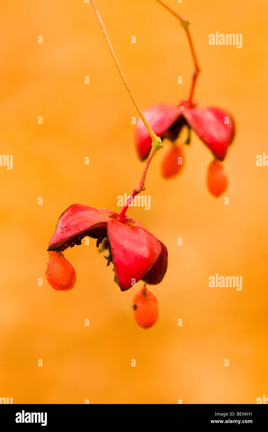 Open seed pods of an Euonymus sachalinensis, Asian Spindle Tree Stock Photo