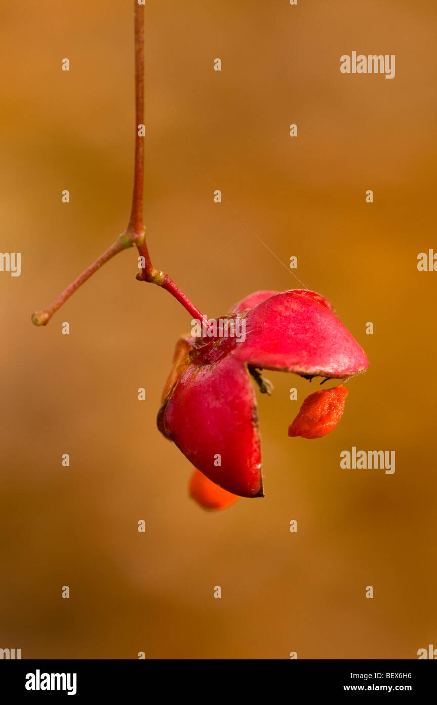 Open seed pod of an Euonymus sachalinensis, Asian Spindle Tree Stock Photo