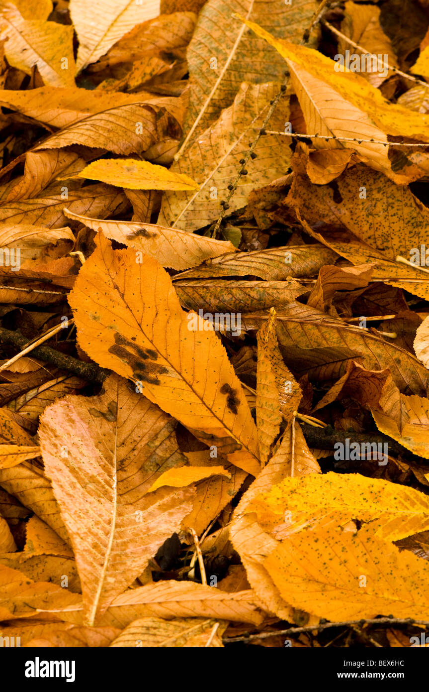 Fallen leaves of an Aesculus turbinata, Japanese Horse Chestnut Stock Photo