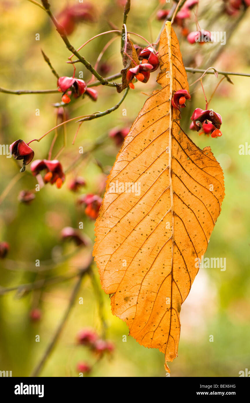 Leaf of a Aesculus turbinata caught in the berries of an Euonymus sachalinensis Asian Spindle Tree Stock Photo