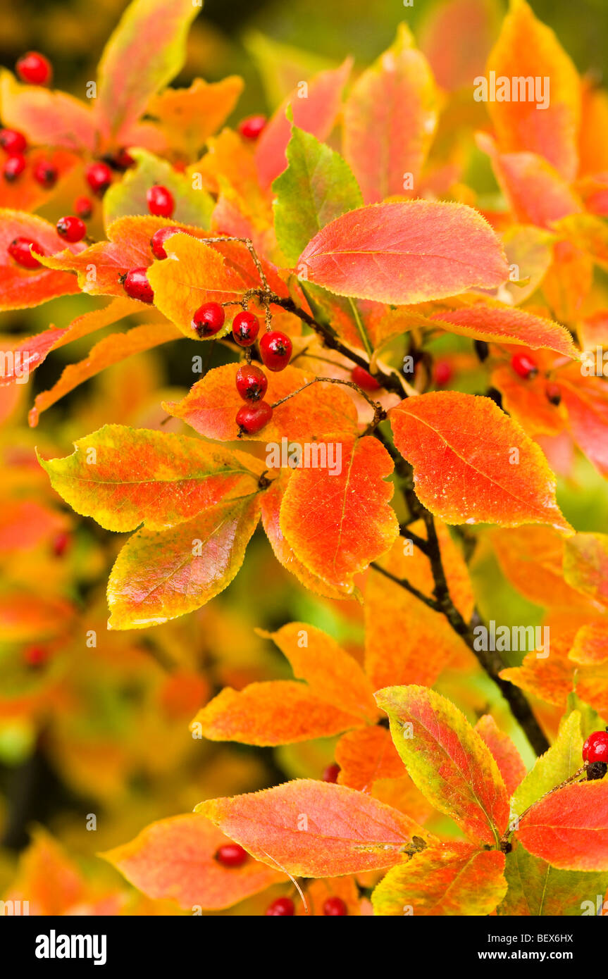Photinia villosa, Oriental Photinia in Autumn Stock Photo