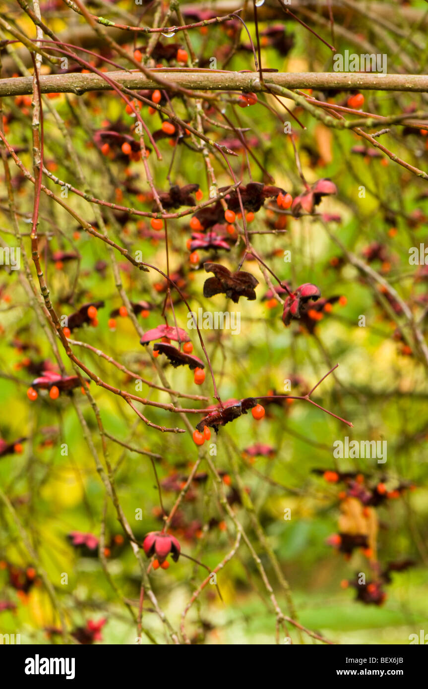 Euonymus oxyphyllus, Japanese or Korean Spindle Tree in Autumn Stock Photo