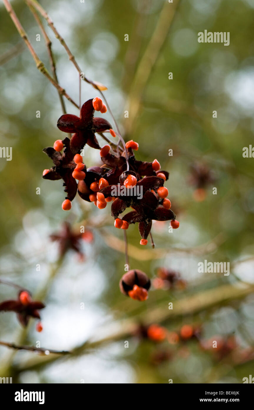 Seeds of an Euonymus oxyphyllus, Japanese or Korean Spindle Tree Stock Photo