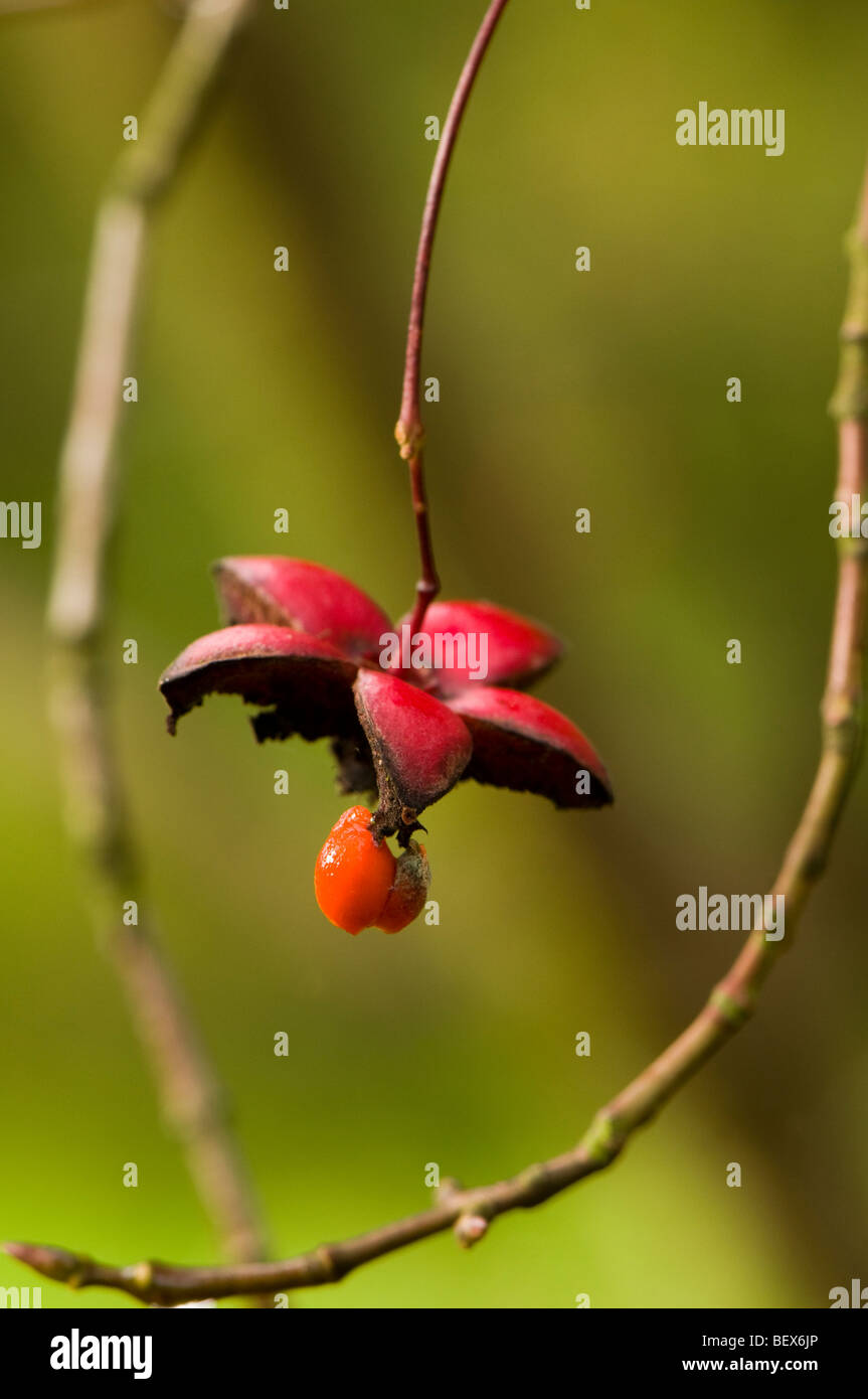 Seeds of an Euonymus oxyphyllus, Japanese or Korean Spindle Tree Stock Photo
