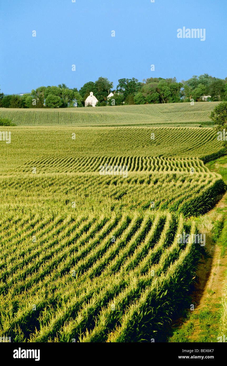Corn fields illinois hires stock photography and images Alamy