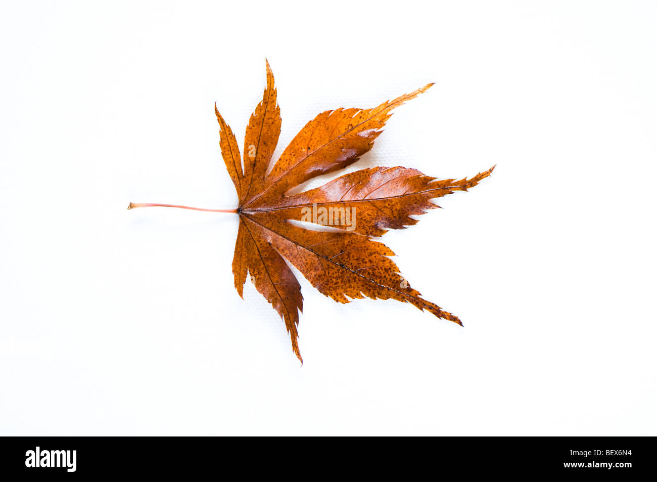 Golden autumn foliage acer palmatum Cut Out Stock Images & Pictures - Alamy